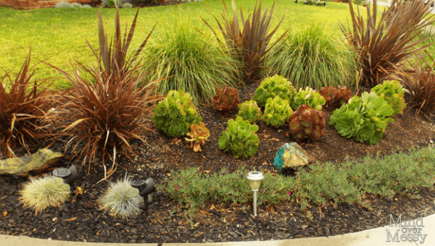 Low Water, Low Maintenance Plants | Mind Over Messy